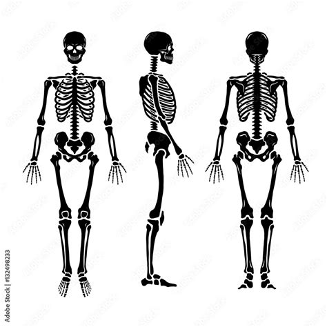 Anatomical human skeleton, in three positions. Stock Vector | Adobe Stock