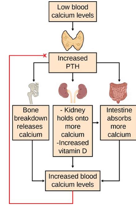 Solved This Figure Depicts The Process Of Calcium Homeostasis De