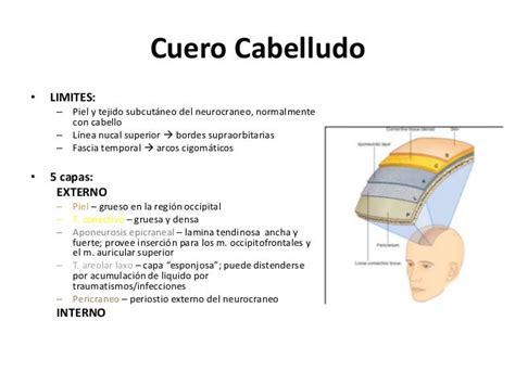 Repaso Cabeza