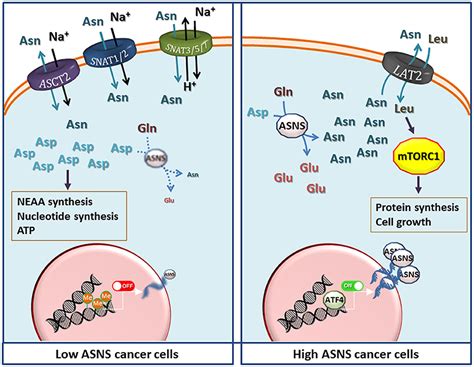 Frontiers Asparagine Synthetase In Cancer Beyond Acute Lymphoblastic