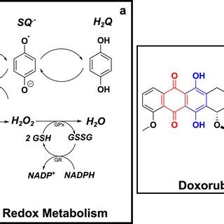 The effects of doxorubicin quinone-based metabolism on glutathione and ... 