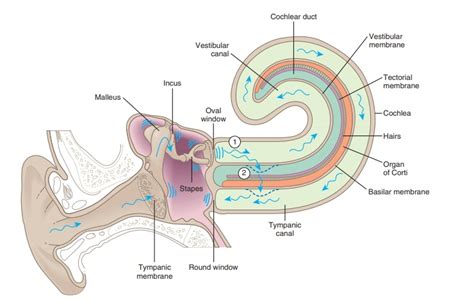 Organ Of Corti Ear Diagram