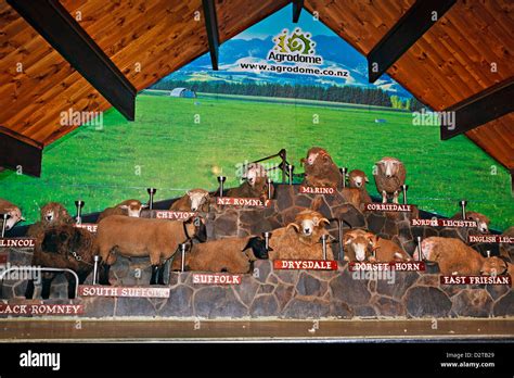 Various Breeds Of Sheep Male At The Agrodome In Rotorua Bay Of