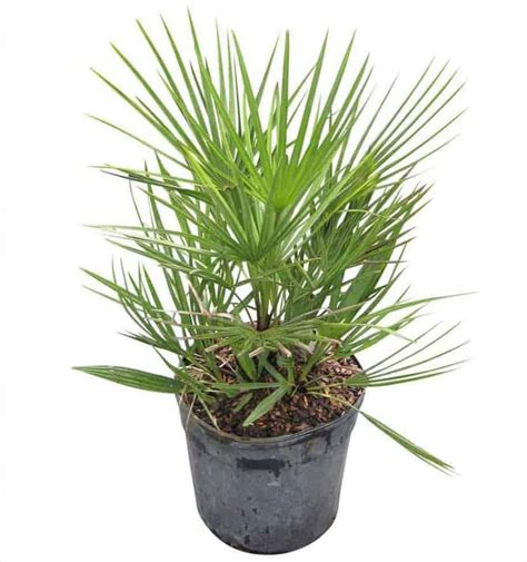 15 Types Of Palm Plants To Grow Indoors Indoor Gardening