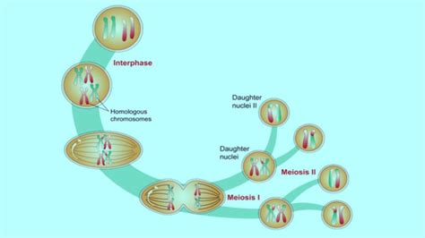 Meiosis Stages and Phases in Cell Division- Stem Cell Care India