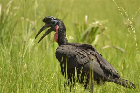 Murchison Falls Birding Safari 4 Days Bird Watching