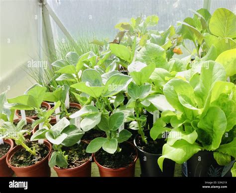 Vegetable plants in a British greenhouse Stock Photo - Alamy