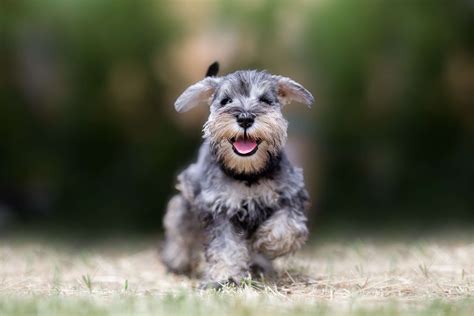 Schnauzer Miniature Profil Complet Histoire Et Soins