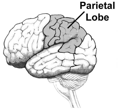 This Shows The Location Of The Parietal Lobe Your Brain Occipital Brain Busters