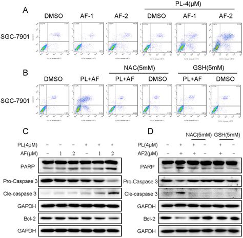 PL Enhances AF Induced Apoptosis In SGC 7901 Cells A PL Enhances