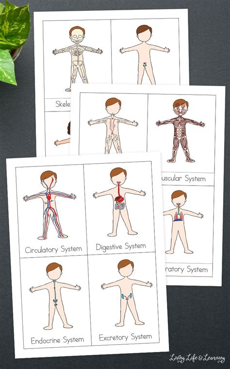 system   human body worksheet