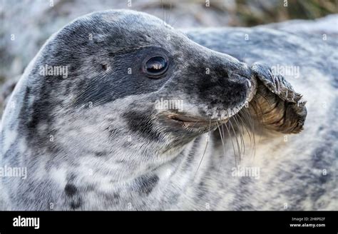 The grey seal is found on both shores of the North Atlantic Ocean. It is a large seal of the ...