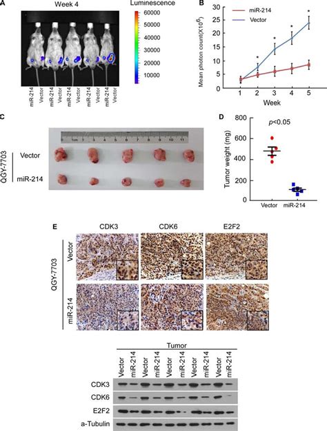 Mir 214 Inhibited Tumor Growth Of Hcc Cell Xenografts In Vivo A