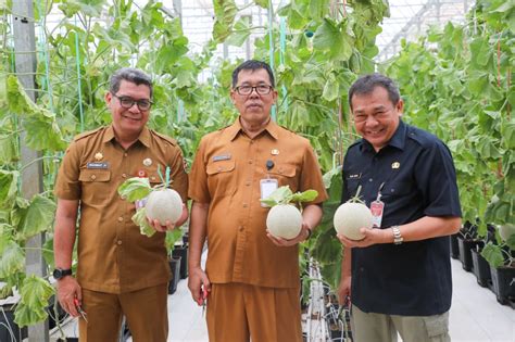 Panen Raya Melon Di Purwakarta Hallo Nusantara