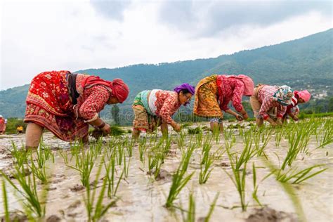 Farmers Working In The Field Ploughing Paddy On The Occasion Of