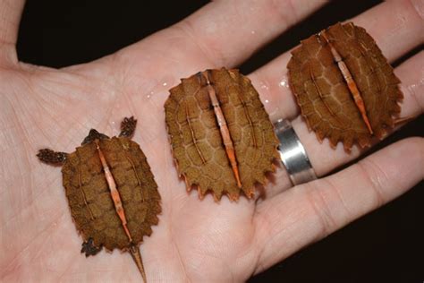 The Vietnamese Black Breasted Leaf Turtle Reptiles Magazine