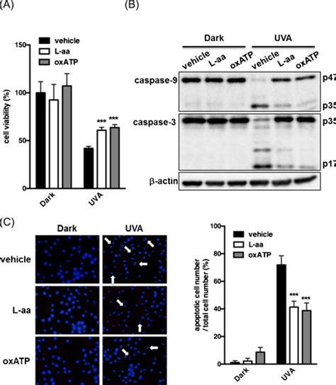 Involvement Of Ros And P2x7 Receptor In Uva Induced Apoptosis Cells