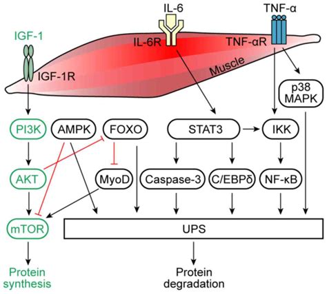 Molecular Mechanisms Of Cancer Cachexiainduced Muscle Atrophy Review