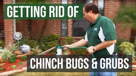 How To Get Rid Of Chinch Bugs And Grubs 4 Easy Steps Youtube