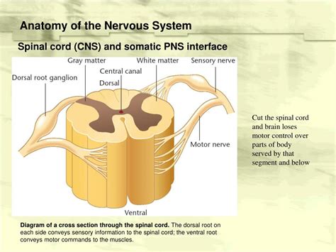 Ppt Structure Of The Vertebrate Nervous System Powerpoint