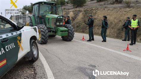 Detenidas Ocho Personas Y 89 Investigadas Por Robo De Aceituna En Lucena Y La Zona Sur De La