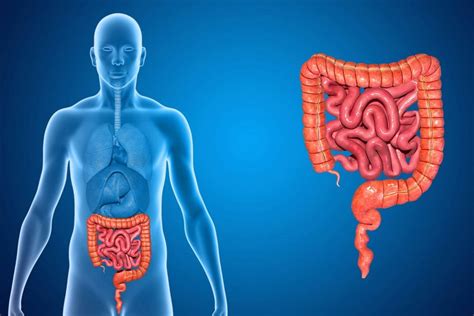 Sindrome Dell Intestino Gocciolante Da Cosa Provocata E Come Guarire