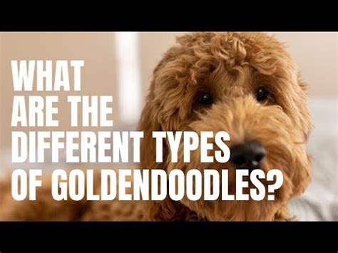 Types of Goldendoodles: Generations, Sizes, & Colors Galore. The ...