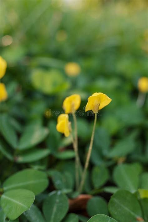 Yellow Flowers of the Yellow Pinto Bean Plant or Arachis Pintoi Stock Image - Image of bean ...