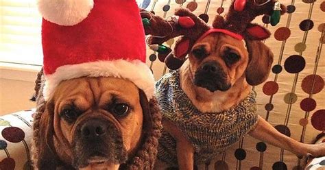 Christmas Puggles Rpuggle