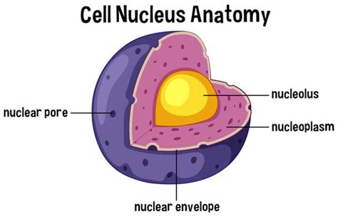 Nucleus Images – Browse 142,042 Stock Photos, Vectors, and Video ...