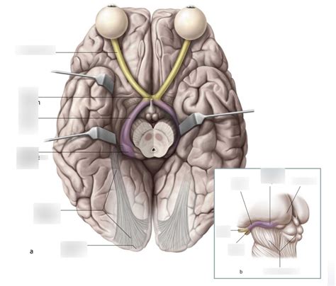 Visual system anatomy Diagram | Quizlet