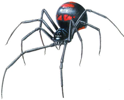 Black widow spider. Causes, symptoms, treatment Black widow spider