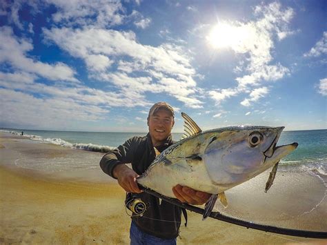 Southern Speedsters Albies Spanish Mackerel And Bonito The Fisherman