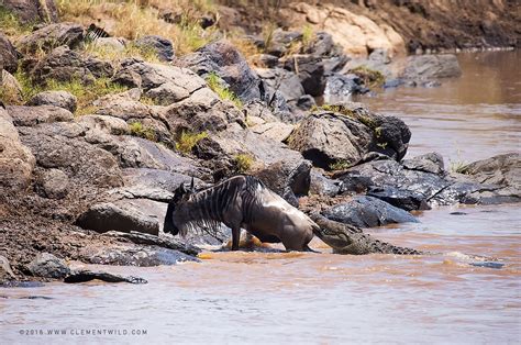 The Great Wildebeest Migration - Wildlife Photography, Clement Wild