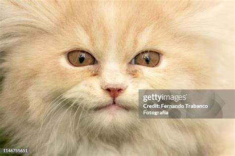 982 Fat Cute Cats Stock Photos, High-Res Pictures, and Images - Getty ...