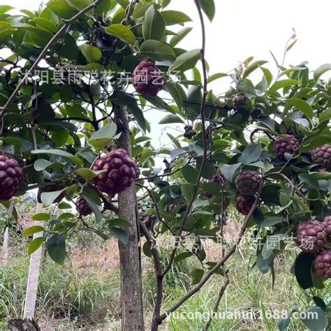 黑老虎果种子大血藤布福娜水果种子新品种南北方可种育苗产地 阿里巴巴