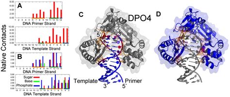 Native Contacts Between DPO4 And DNA In Native Bound Structure A