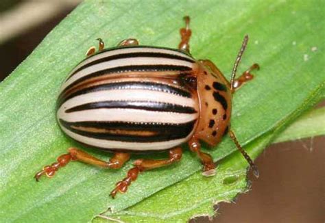 Colorado Potato Beetle Facts, Habitat, Diet, Life Cycle, Baby, Pictures