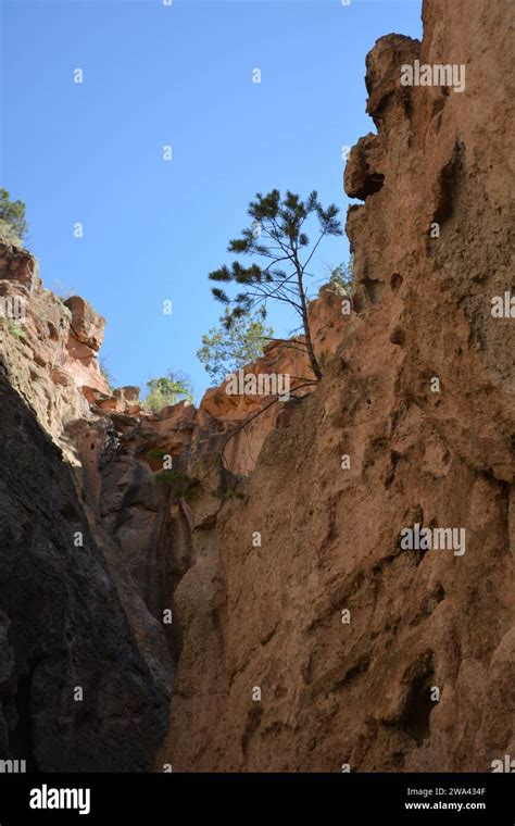 Pine Tree Growing Out Of The Side A Cliff Stock Photo Alamy