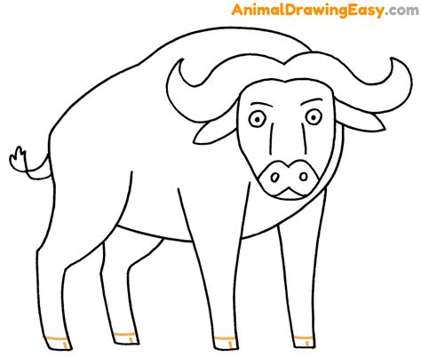 How to Draw a Buffalo - Animaldrawingeasy.com