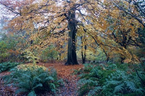 Free Images Tree Nature Branch Leaf Flower Autumn Season Fern