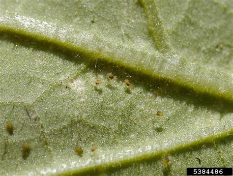 Spider Mites Genus Tetranychus