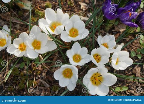 White Crocus Chrysanthus Ard Schenk In The Garden In March Berlin