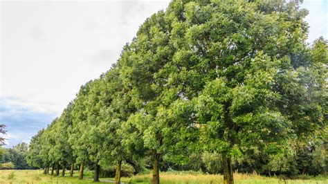 Frêne plantation entretien soin Le Parisien