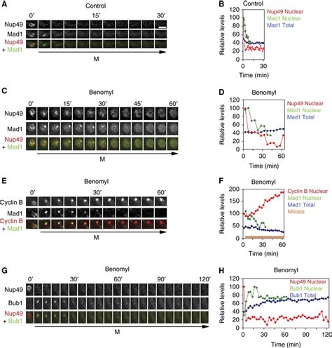 Regulated Inactivation Of The Spindle Assembly Checkpoint Without