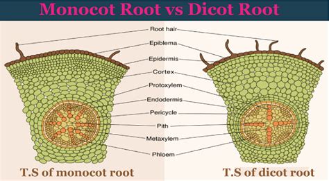 Difference Between Monocot And Dicot Roots Javatpoint Off