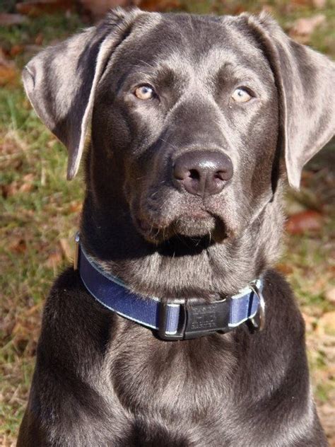 Pin By Kathy Sherman On Grayson And Savy My Charcoal Labs Labrador