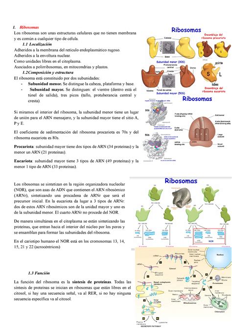 TEMA 4 los ribosomas y el retículo endoplasmático 1 Ribosomas Los