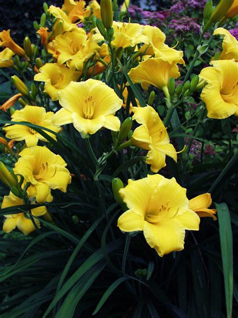 Decadent Daylilies Knowing All About Stella De Oro Day Lily