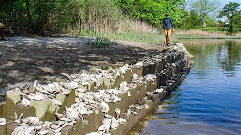 Grants Available To Repopulate Oysters Smithfield Times Smithfield Times